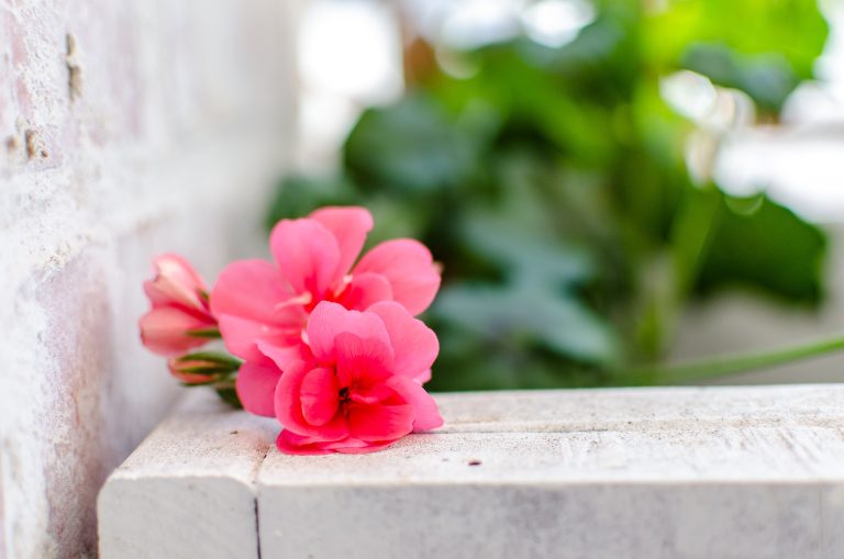 tania snyman photography