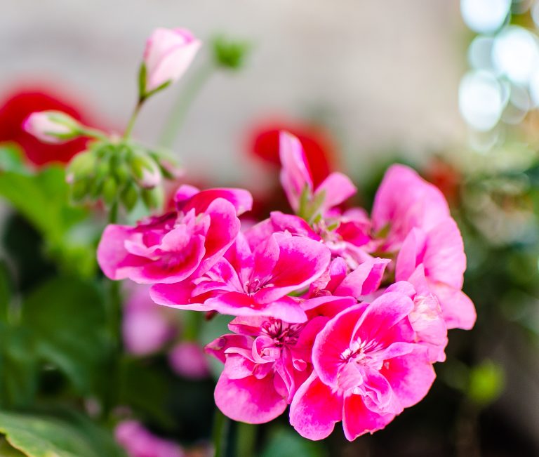 tania snyman photography